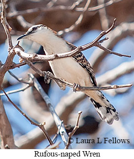 Rufous-naped Wren - © Laura L Fellows and Exotic Birding LLC Rufous-naped Wren - © Laura L Fellows and Exotic Birding LLC