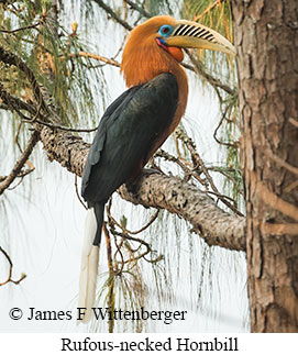 Rufous-necked Hornbill - © James F Wittenberger and Exotic Birding LLC