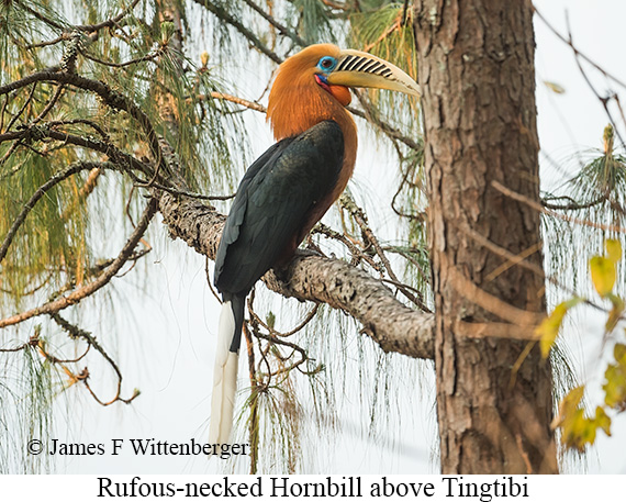 Rufous-necked Hornbill - © James F Wittenberger and Exotic Birding LLC
