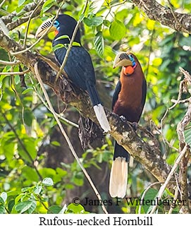 Rufous-necked Hornbill - © James F Wittenberger and Exotic Birding LLC