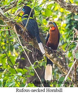 Rufous-necked Hornbill - © James F Wittenberger and Exotic Birding LLC Rufous-necked Hornbill - © James F Wittenberger and Exotic Birding LLC
