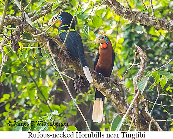 Rufous-necked Hornbill - © James F Wittenberger and Exotic Birding LLC