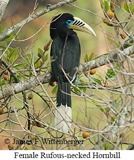 Female Rufous-necked Hornbill - © James F Wittenberger and Exotic Birding LLC