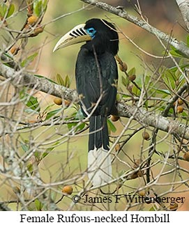 Female Rufous-necked Hornbill - © James F Wittenberger and Exotic Birding LLC