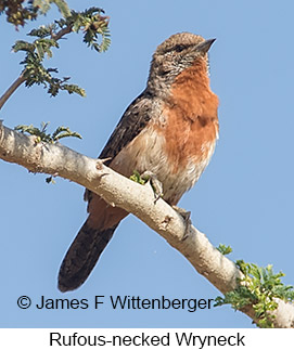 Rufous-necked Wryneck - © James F Wittenberger and Exotic Birding LLC