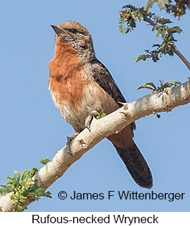 Rufous-necked Wryneck - © James F Wittenberger and Exotic Birding LLC