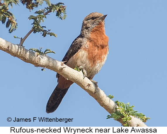 Rufous-necked Wryneck - © James F Wittenberger and Exotic Birding LLC