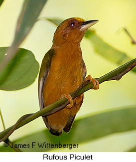 Rufous Piculet - © James F Wittenberger and Exotic Birding LLC