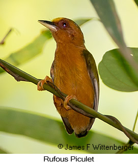 Rufous Piculet - © James F Wittenberger and Exotic Birding LLC