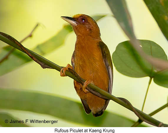 Rufous Piculet - © James F Wittenberger and Exotic Birding LLC
