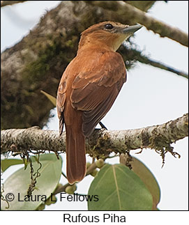 Rufous Piha - © Laura L Fellows and Exotic Birding LLC