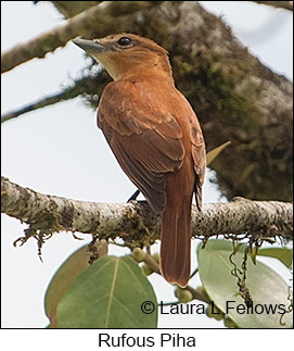 Rufous Piha - © Laura L Fellows and Exotic Birding LLC