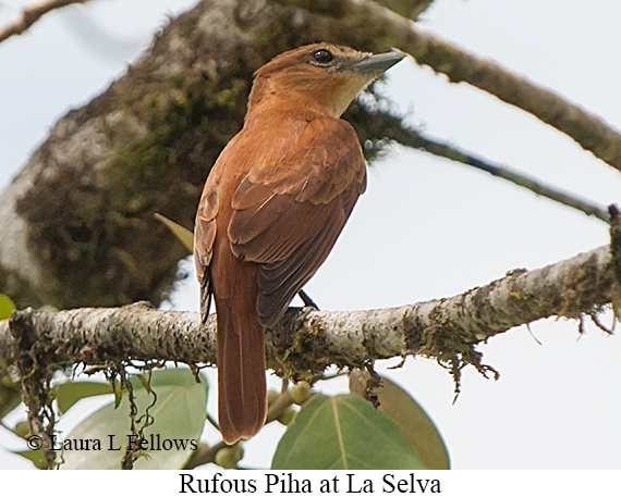Rufous Piha - &copy; James F Wittenberger and Exotic Birding LLC