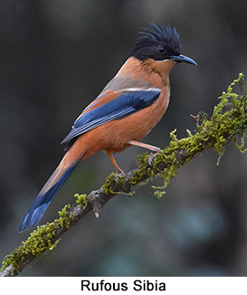 Rufous Sibia - courtesy Leio De Souza