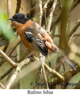 Rufous Sibia - © James F Wittenberger and Exotic Birding LLC