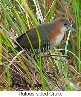Rufous-sided Crake - © Laura L Fellows and Exotic Birding LLC Rufous-sided Crake - © Laura L Fellows and Exotic Birding LLC