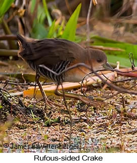 Rufous-sided Crake - © James F Wittenberger and Exotic Birding LLC
