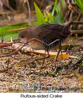 Rufous-sided Crake - © James F Wittenberger and Exotic Birding LLC