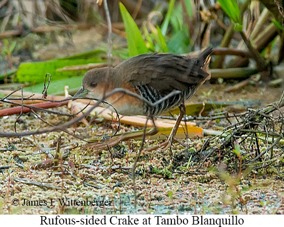 Rufous-sided Crake - &copy; James F Wittenberger and Exotic Birding LLC