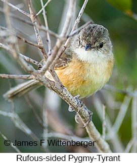 Rufous-sided Pygmy-Tyrant - © James F Wittenberger and Exotic Birding LLC