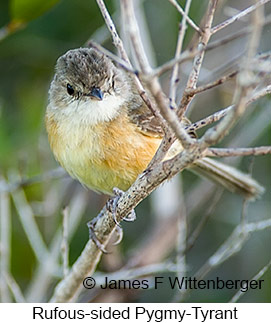 Rufous-sided Pygmy-Tyrant - © James F Wittenberger and Exotic Birding LLC