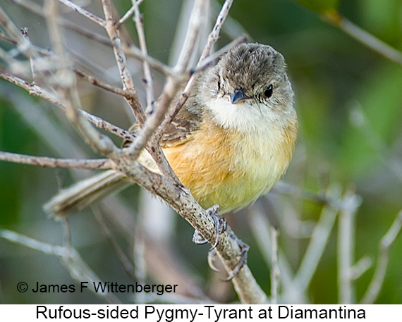 Rufous-sided Pygmy-Tyrant - © James F Wittenberger and Exotic Birding LLC