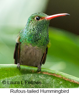 Rufous-tailed Hummingbird - © Laura L Fellows and Exotic Birding Tours