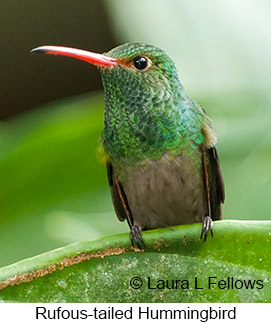 Rufous-tailed Hummingbird - © Laura L Fellows and Exotic Birding LLC Rufous-tailed Hummingbird - © Laura L Fellows and Exotic Birding LLC