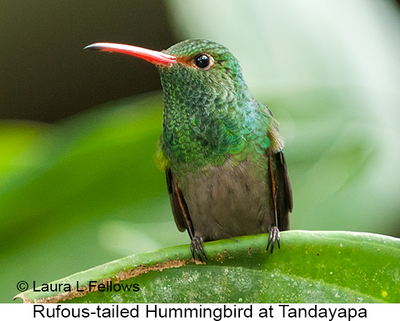 Rufous-tailed Hummingbird - © Laura L Fellows and Exotic Birding LLC