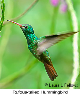 Rufous-tailed Hummingbird - &copy; Laura L Fellows and Exotic Birding tours
