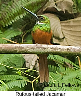 Rufous-tailed Jacamar - © Laura L Fellows and Exotic Birding LLC