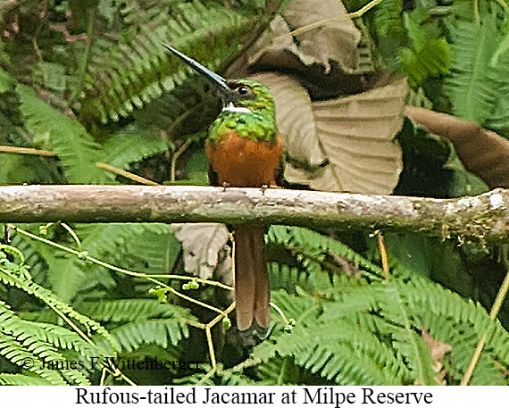 Rufous-tailed Jacamar - &copy; James F Wittenberger and Exotic Birding LLC
