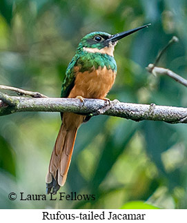 Rufous-tailed Jacamar - © Laura L Fellows and Exotic Birding LLC