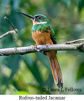 Rufous-tailed Jacamar - © Laura L Fellows and Exotic Birding LLC Rufous-tailed Jacamar - © Laura L Fellows and Exotic Birding LLC