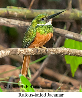 Rufous-tailed Jacamar - © Laura L Fellows and Exotic Birding LLC Rufous-tailed Jacamar - © Laura L Fellows and Exotic Birding LLC