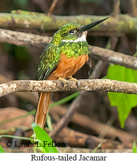 Rufous-tailed Jacamar - © Laura L Fellows and Exotic Birding LLC