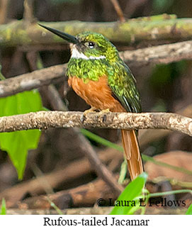 Rufous-tailed Jacamar - © Laura L Fellows and Exotic Birding LLC