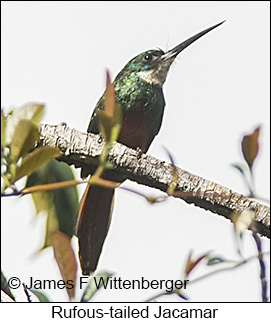 Rufous-tailed Jacamar - © James F Wittenberger and Exotic Birding LLC