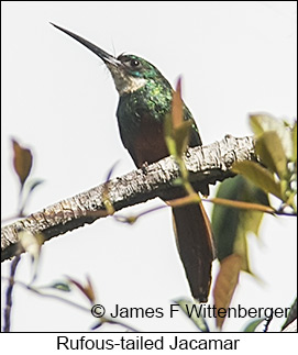 Rufous-tailed Jacamar - © James F Wittenberger and Exotic Birding LLC