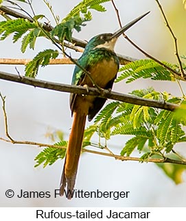 Rufous-tailed Jacamar - © James F Wittenberger and Exotic Birding LLC