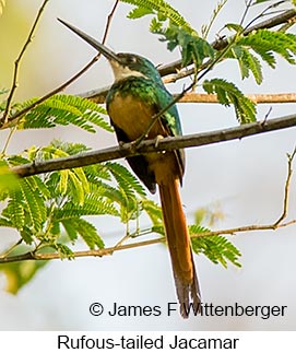 Rufous-tailed Jacamar - © James F Wittenberger and Exotic Birding LLC