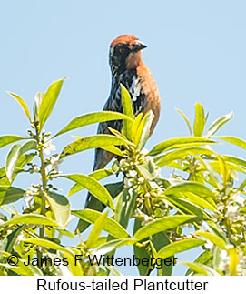Rufous-tailed Plantcutter - © James F Wittenberger and Exotic Birding LLC Rufous-tailed Plantcutter - © James F Wittenberger and Exotic Birding LLC