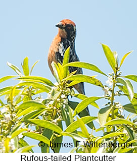 Rufous-tailed Plantcutter - © James F Wittenberger and Exotic Birding LLC Rufous-tailed Plantcutter - © James F Wittenberger and Exotic Birding LLC