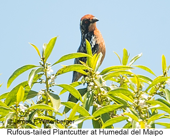 Rufous-tailed Plantcutter - © James F Wittenberger and Exotic Birding LLC Rufous-tailed Plantcutter - © James F Wittenberger and Exotic Birding LLC
