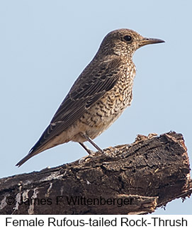 Rufous-tailed Rock-Thrush - © James F Wittenberger and Exotic Birding LLC
