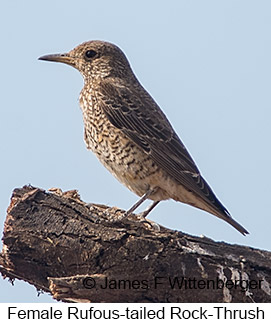 Rufous-tailed Rock-Thrush - © James F Wittenberger and Exotic Birding LLC Rufous-tailed Rock-Thrush - © James F Wittenberger and Exotic Birding LLC