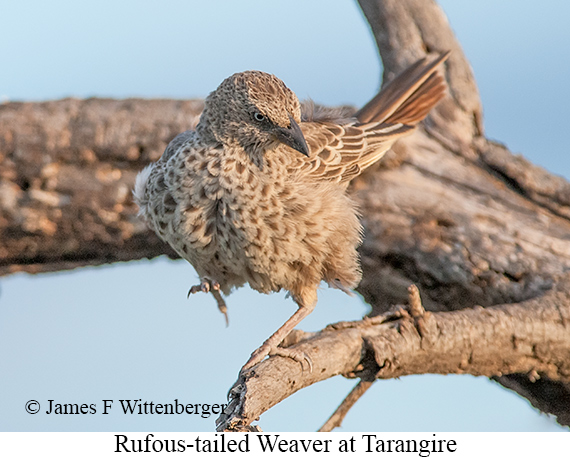 Rufous-tailed Weaver - © James F Wittenberger and Exotic Birding LLC