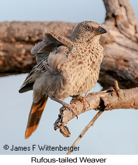 Rufous-tailed Weaver - © James F Wittenberger and Exotic Birding LLC Rufous-tailed Weaver - © James F Wittenberger and Exotic Birding LLC