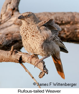 Rufous-tailed Weaver - © James F Wittenberger and Exotic Birding LLC Rufous-tailed Weaver - © James F Wittenberger and Exotic Birding LLC