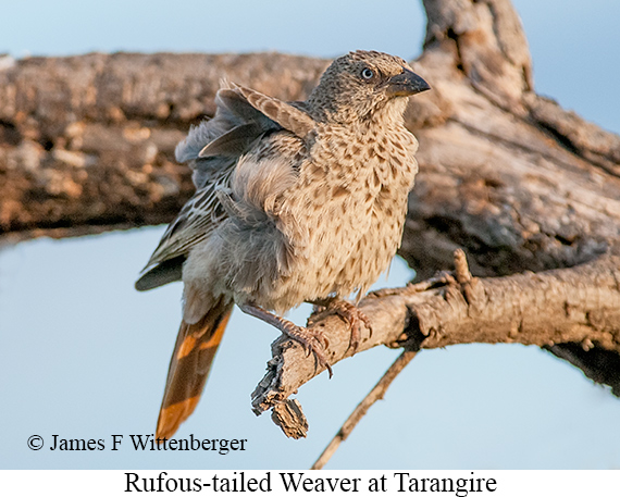Rufous-tailed Weaver - © James F Wittenberger and Exotic Birding LLC